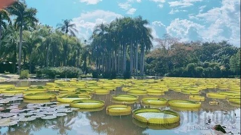 盧靖姍：我們去西雙版納給野象消了個暑