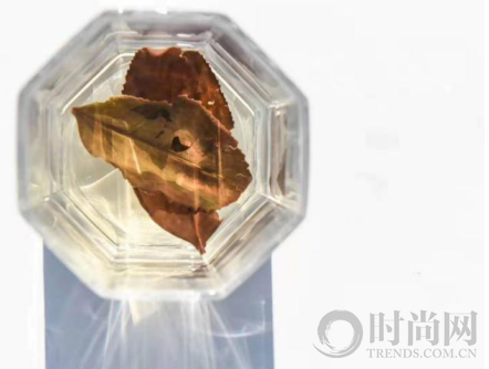 「 以茶為名，致敬經(jīng)典」-  國(guó)禮級(jí)茶品“隆合茶業(yè)”攜新品亮相茶博會(huì)