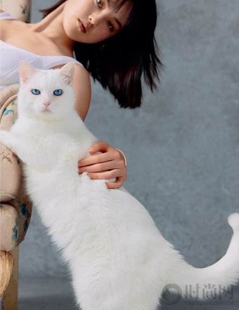 我们为什么离不开宠物？
