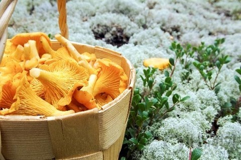 芬蘭連續(xù)第六年被評為世界上最幸福的國家
