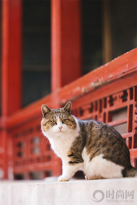 宠物摄影师克查：我与“故宫猫”的那些事儿