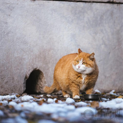 宠物摄影师克查：我与“故宫猫”的那些事儿