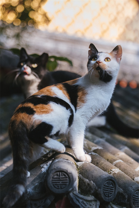 宠物摄影师克查：我与“故宫猫”的那些事儿