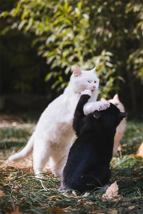 宠物摄影师克查：我与“故宫猫”的那些事儿
