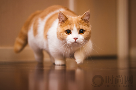 宠物摄影师克查：我与“故宫猫”的那些事儿