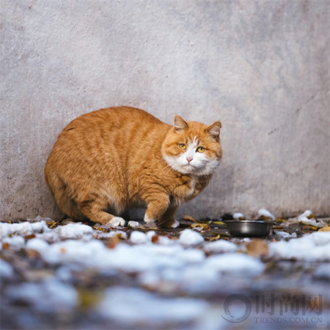 宠物摄影师克查：我与“故宫猫”的那些事儿