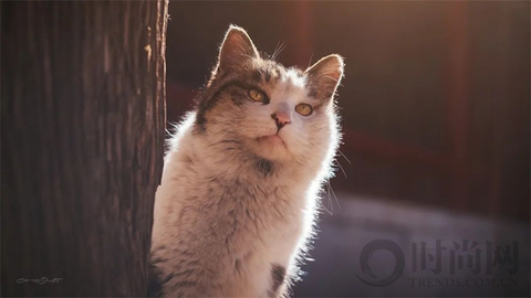 宠物摄影师克查：我与“故宫猫”的那些事儿