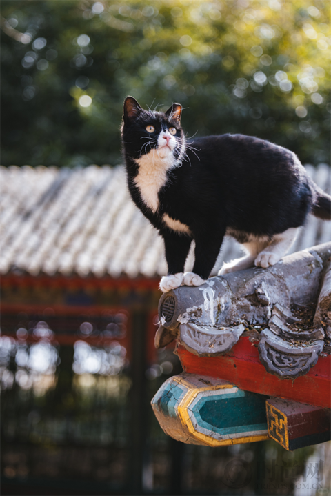 宠物摄影师克查：我与“故宫猫”的那些事儿