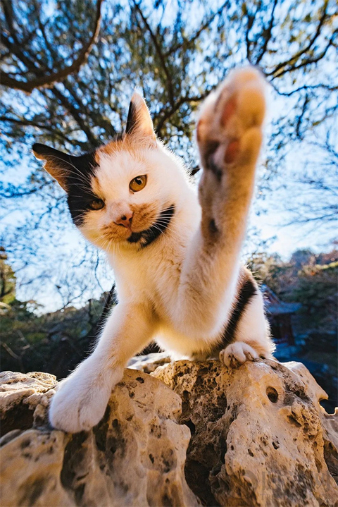 宠物摄影师克查：我与“故宫猫”的那些事儿