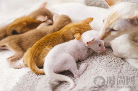 宠物摄影师克查：我与“故宫猫”的那些事儿