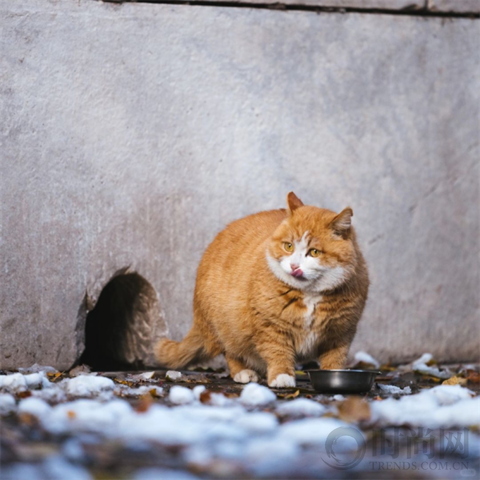 宠物摄影师克查：我与“故宫猫”的那些事儿