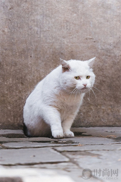 宠物摄影师克查：我与“故宫猫”的那些事儿