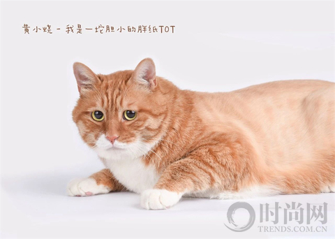 宠物摄影师克查：我与“故宫猫”的那些事儿