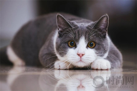 宠物摄影师克查：我与“故宫猫”的那些事儿