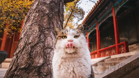 宠物摄影师克查：我与“故宫猫”的那些事儿