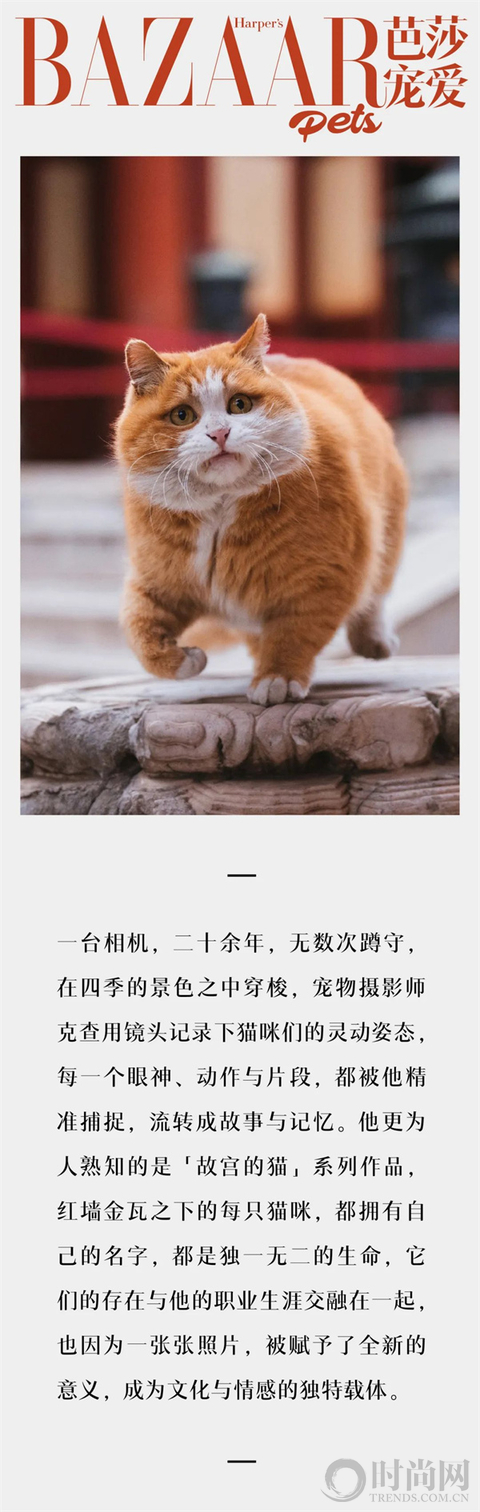 宠物摄影师克查：我与“故宫猫”的那些事儿