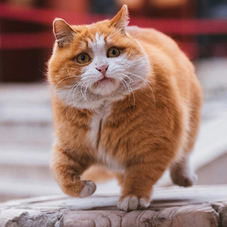 宠物摄影师克查：我与“故宫猫”的那些事儿