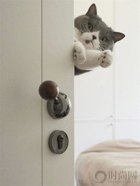 人生第一套房，给我和猫子的第七年