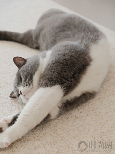 人生第一套房，给我和猫子的第七年