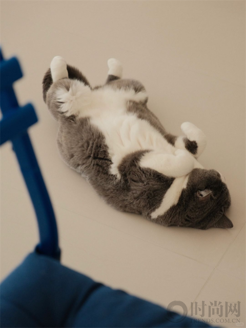 人生第一套房，给我和猫子的第七年