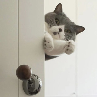人生第一套房，给我和猫子的第七年