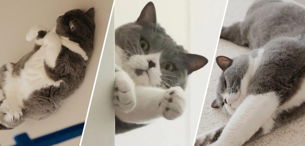 人生第一套房，给我和猫子的第七年