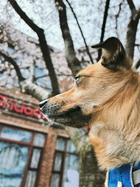  “又多活了一天，真是了不起！” 