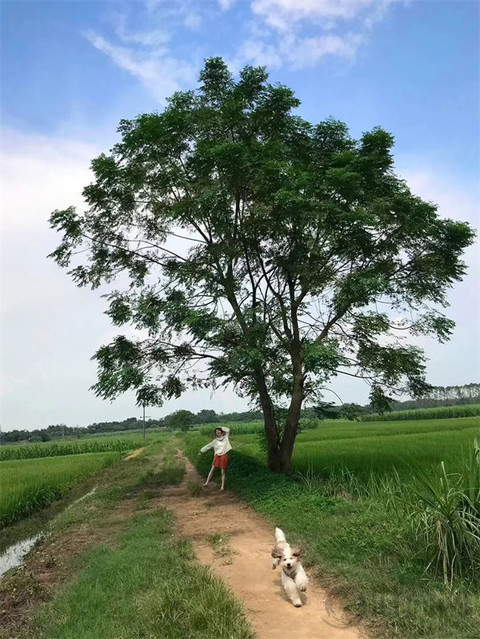 关于爱情，小猫小狗教给我们的事