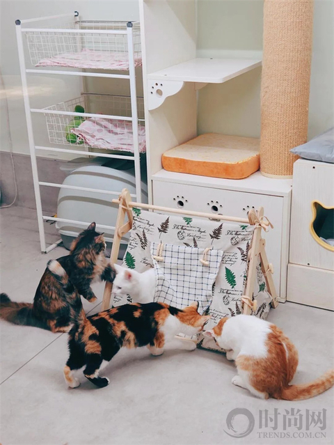 我们不再是流浪猫，而是幸运土猫