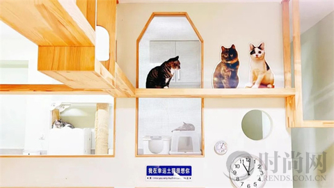 我们不再是流浪猫，而是幸运土猫