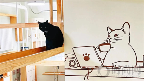我们不再是流浪猫，而是幸运土猫