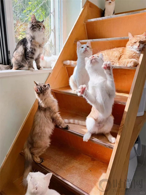 我们不再是流浪猫，而是幸运土猫