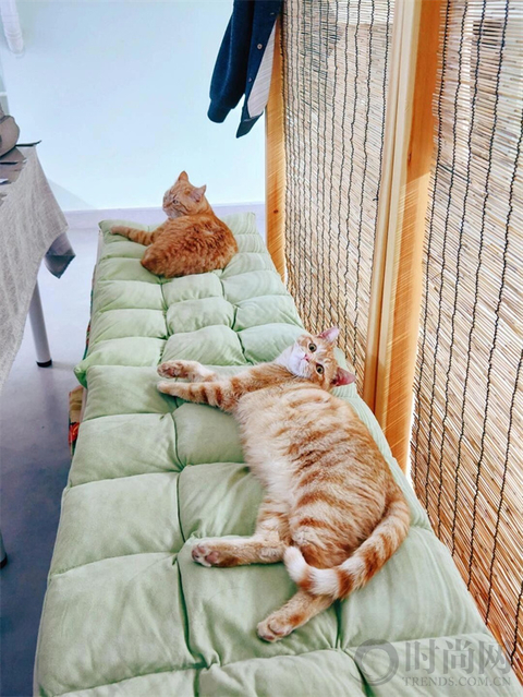 我们不再是流浪猫，而是幸运土猫