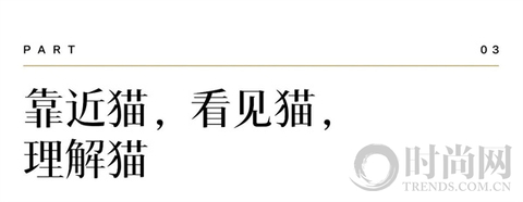 我们不再是流浪猫，而是幸运土猫