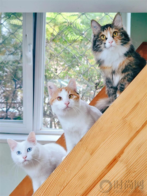 我们不再是流浪猫，而是幸运土猫