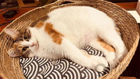 我们不再是流浪猫，而是幸运土猫