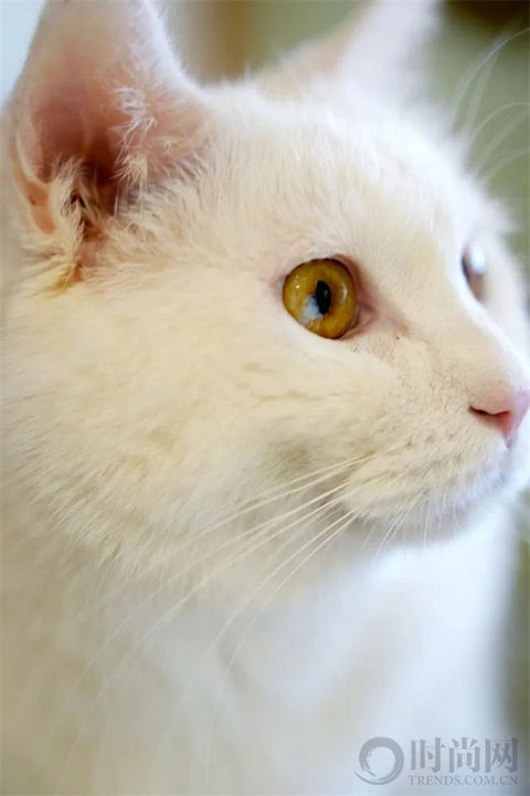 我们不再是流浪猫，而是幸运土猫
