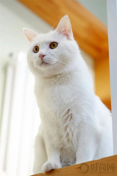 我们不再是流浪猫，而是幸运土猫