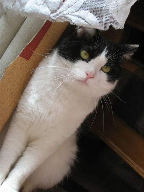 我们不再是流浪猫，而是幸运土猫