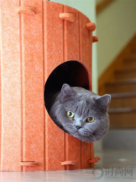我们不再是流浪猫，而是幸运土猫