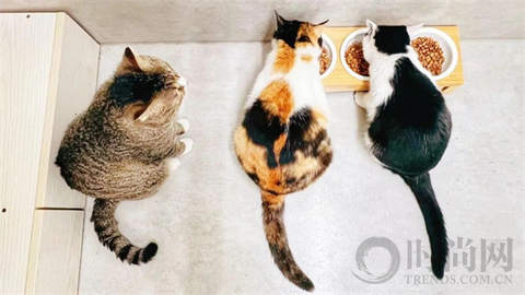 我们不再是流浪猫，而是幸运土猫