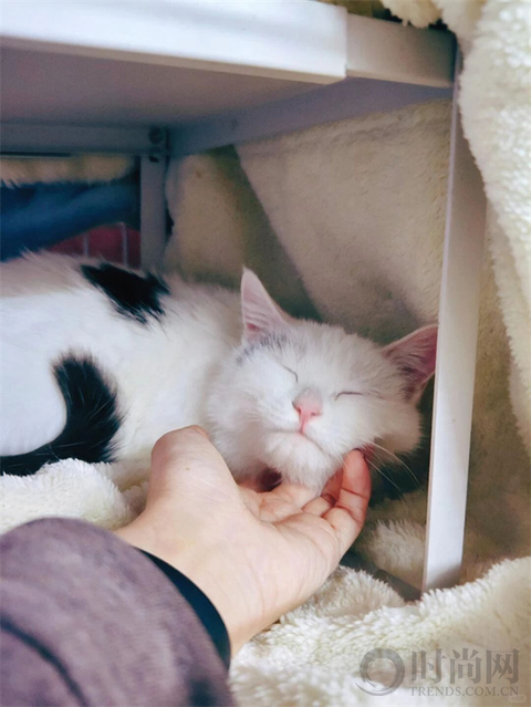 我们不再是流浪猫，而是幸运土猫