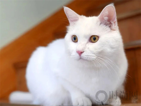 我们不再是流浪猫，而是幸运土猫