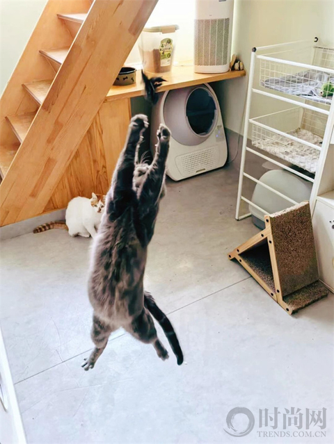 我们不再是流浪猫，而是幸运土猫