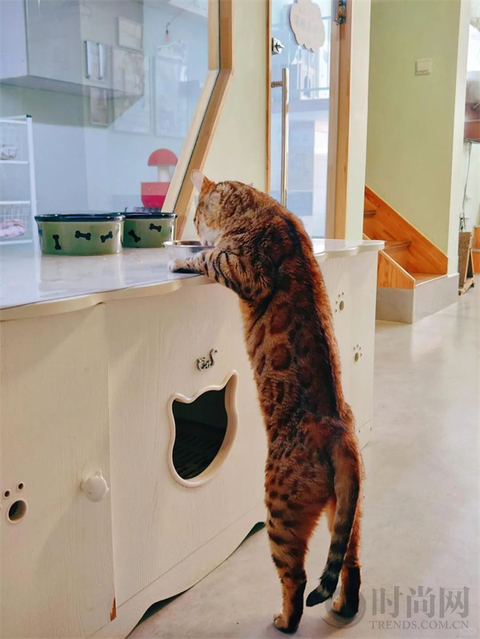 我们不再是流浪猫，而是幸运土猫