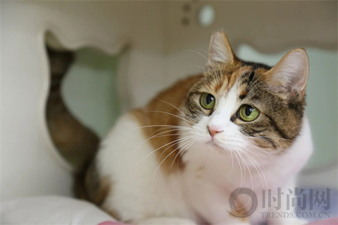我们不再是流浪猫，而是幸运土猫
