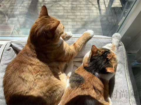 我们不再是流浪猫，而是幸运土猫