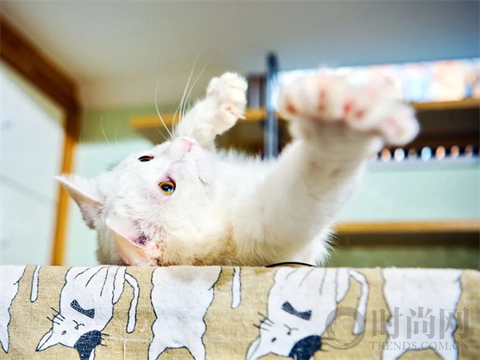 我们不再是流浪猫，而是幸运土猫