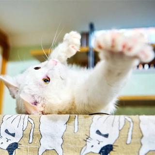 我们不再是流浪猫，而是幸运土猫
